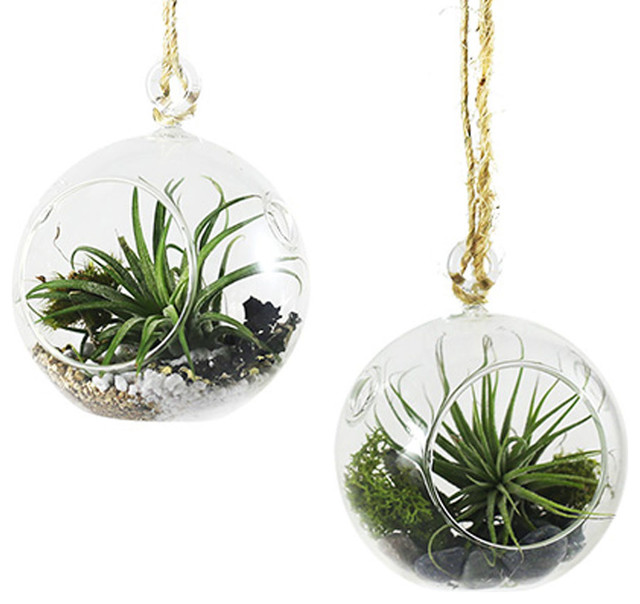Mini Hanging Air Plant Terrariums, Set of 2 Modern Terrariums