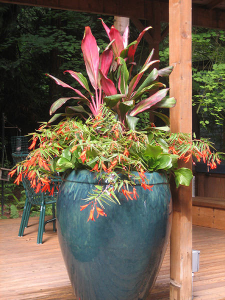 Dracaena and Firecracker Fascia Planters in Italian Blue Urn on Wood Patio. Photo by Peter Atkins