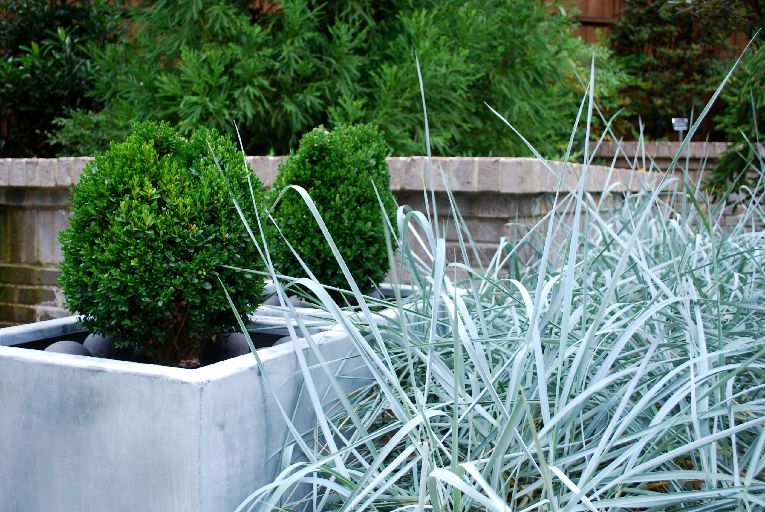 Blue Dune Lyme Grass and Boxwoods