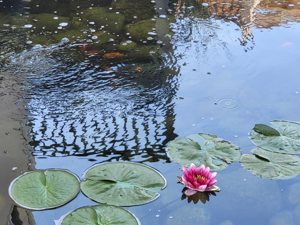Custom✨ Koi Pond