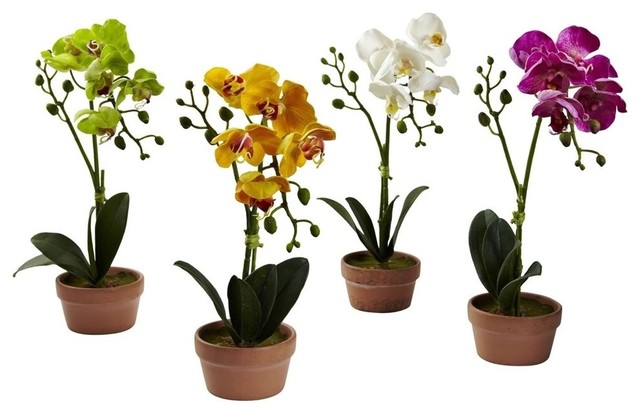 Phalaenopsis Orchid With Clay Vase Set Of 4 Contemporary Phalaenopsis Orchid With Clay Vase Set Of 4