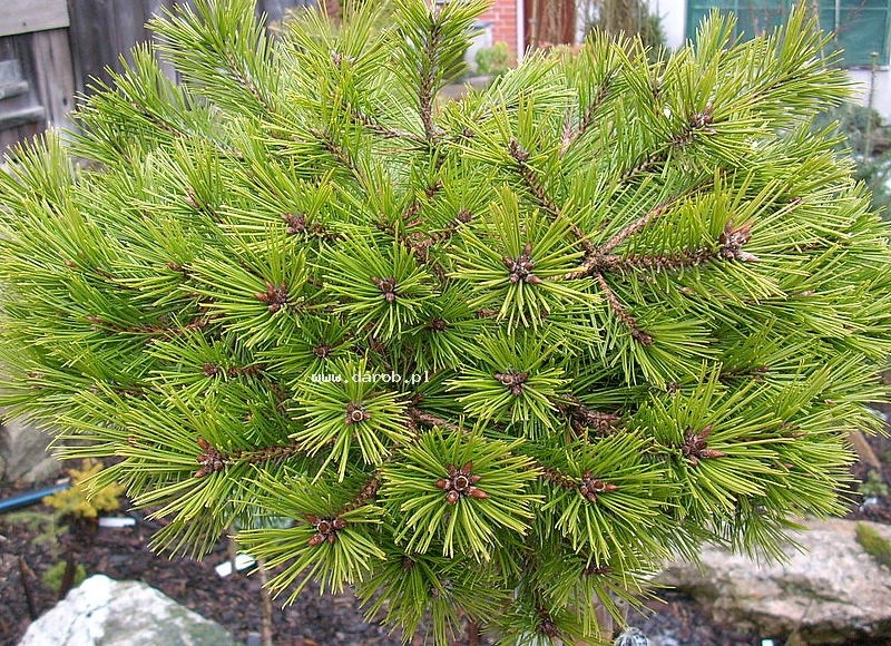 Connecticut Slate Dwarf White Pine