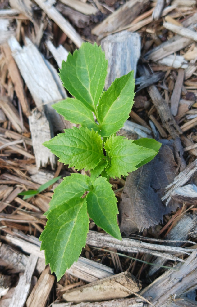 ID please plant growing in mulch ring.