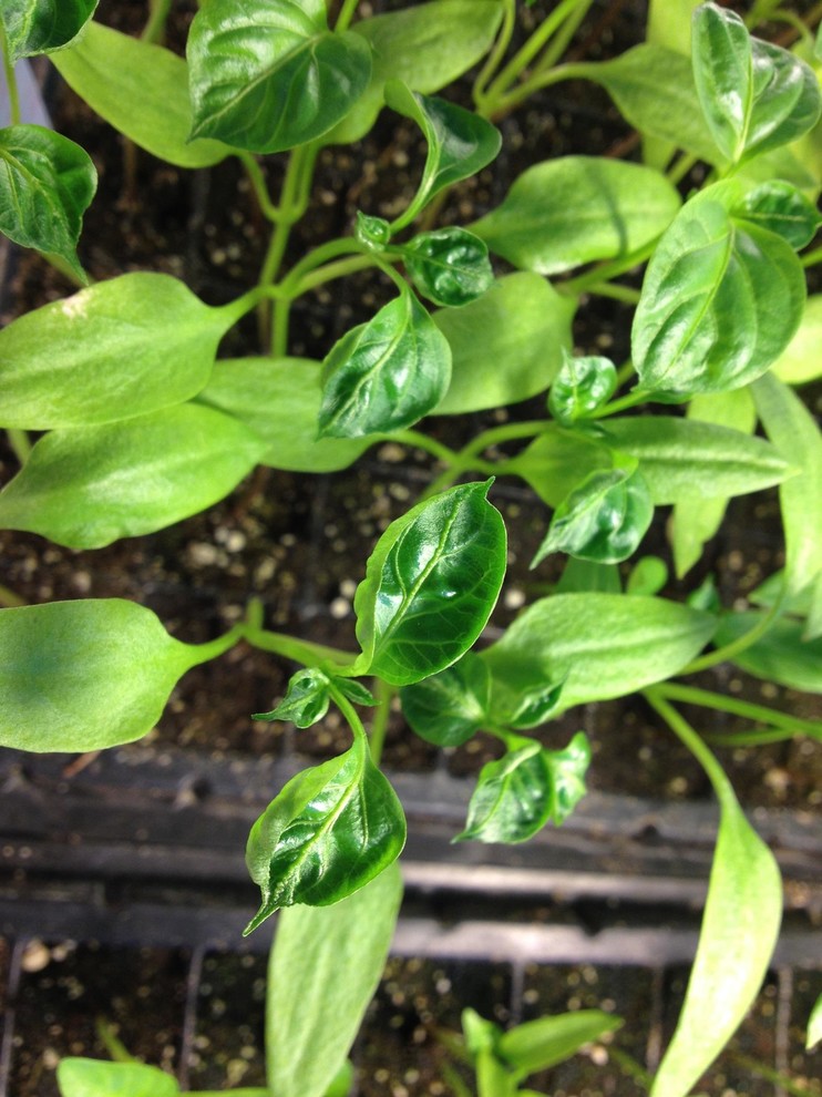 Stunted Pepper Seeding Leaves?