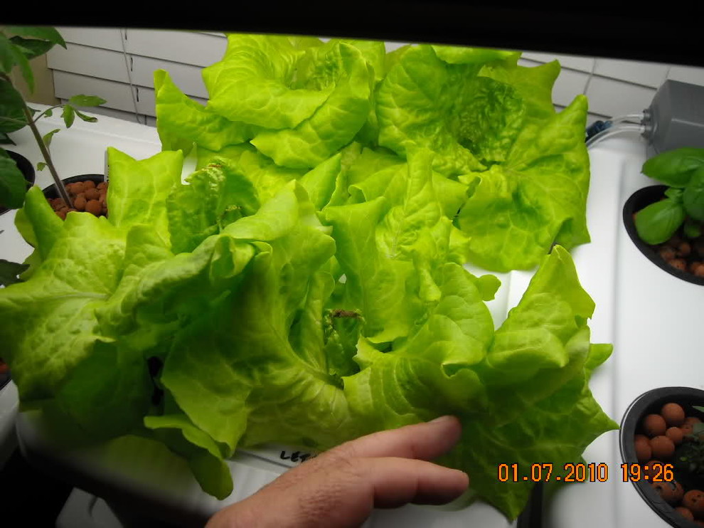 Brown spots on my lettuce