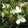 Trilliums Landscaping & Horticulture