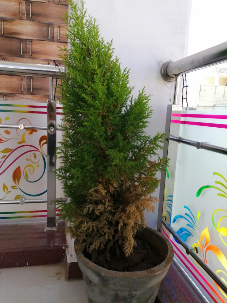 Why is my cypress tree drying