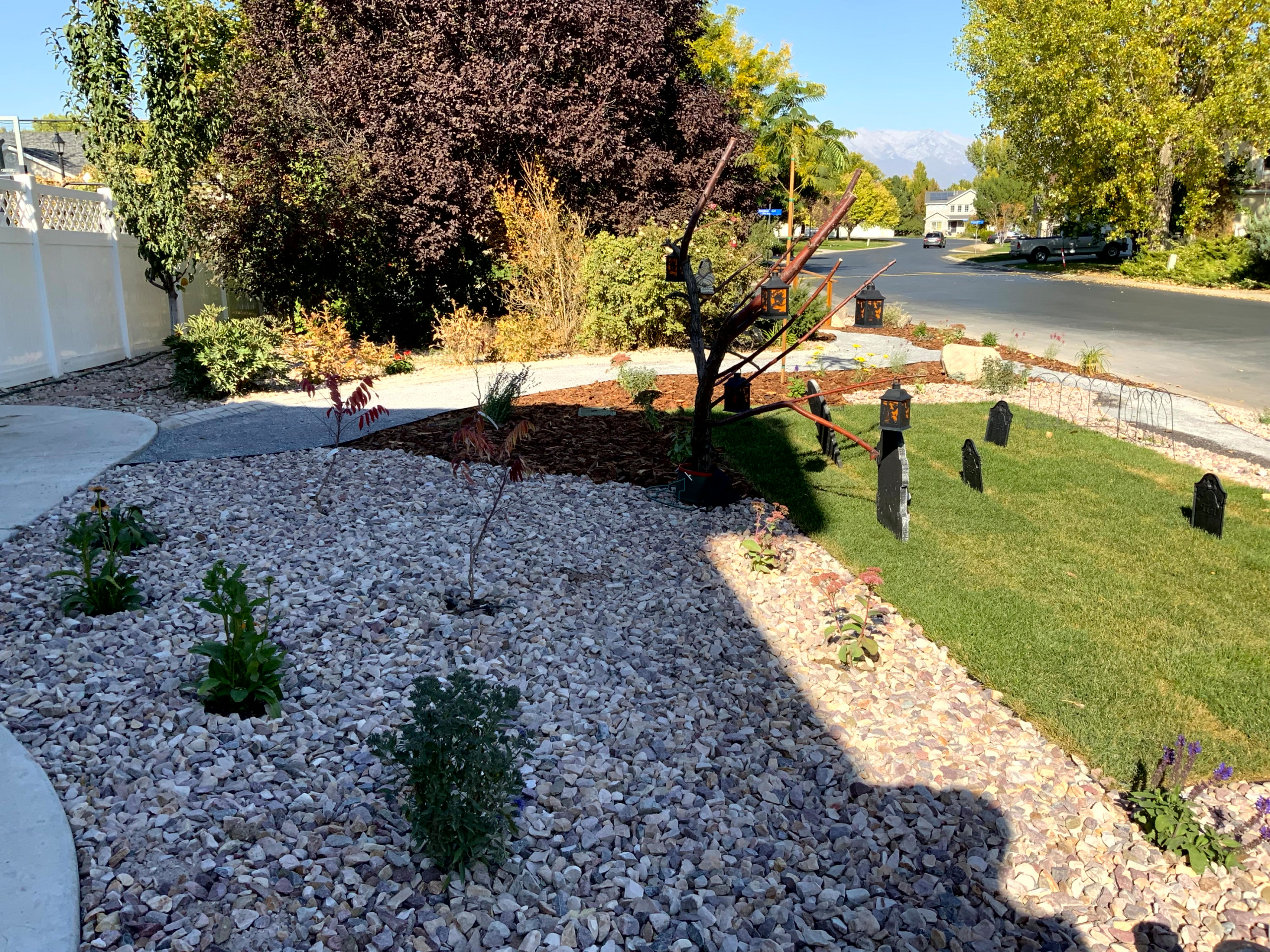 Water-wise Native