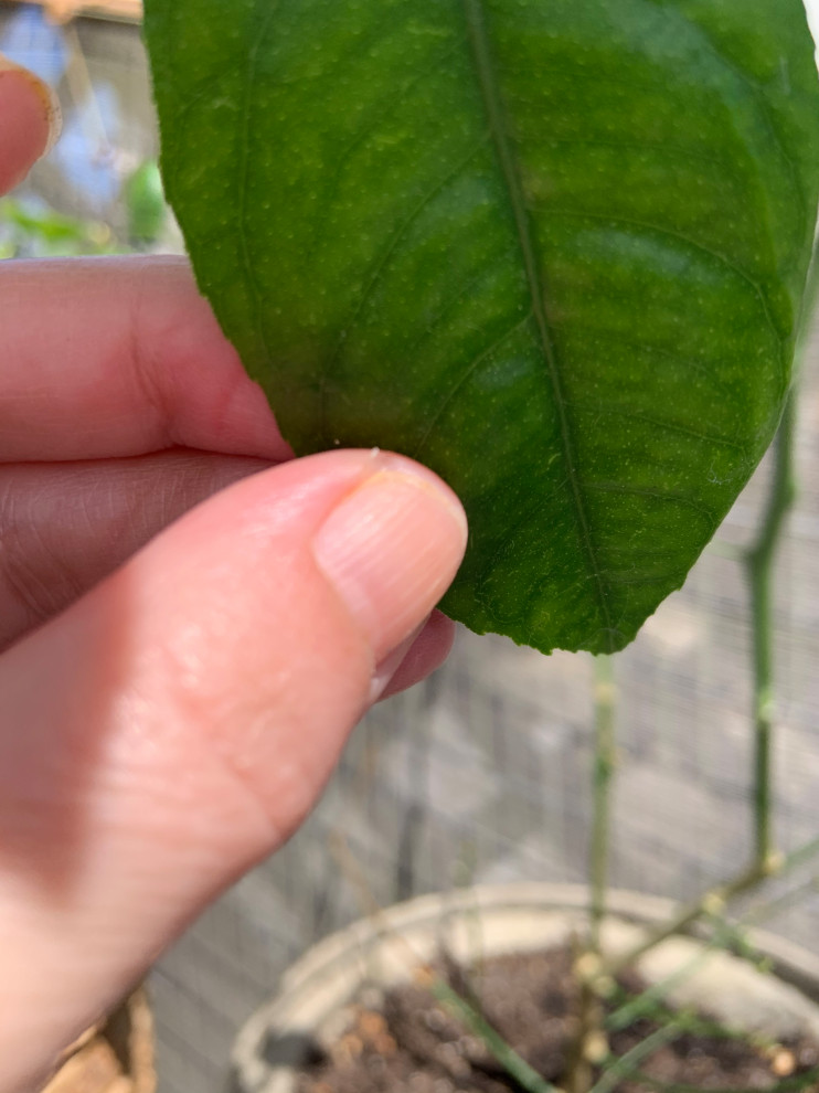 Help my Meyer lemon tree wintered indoors just noticed bugs in soil