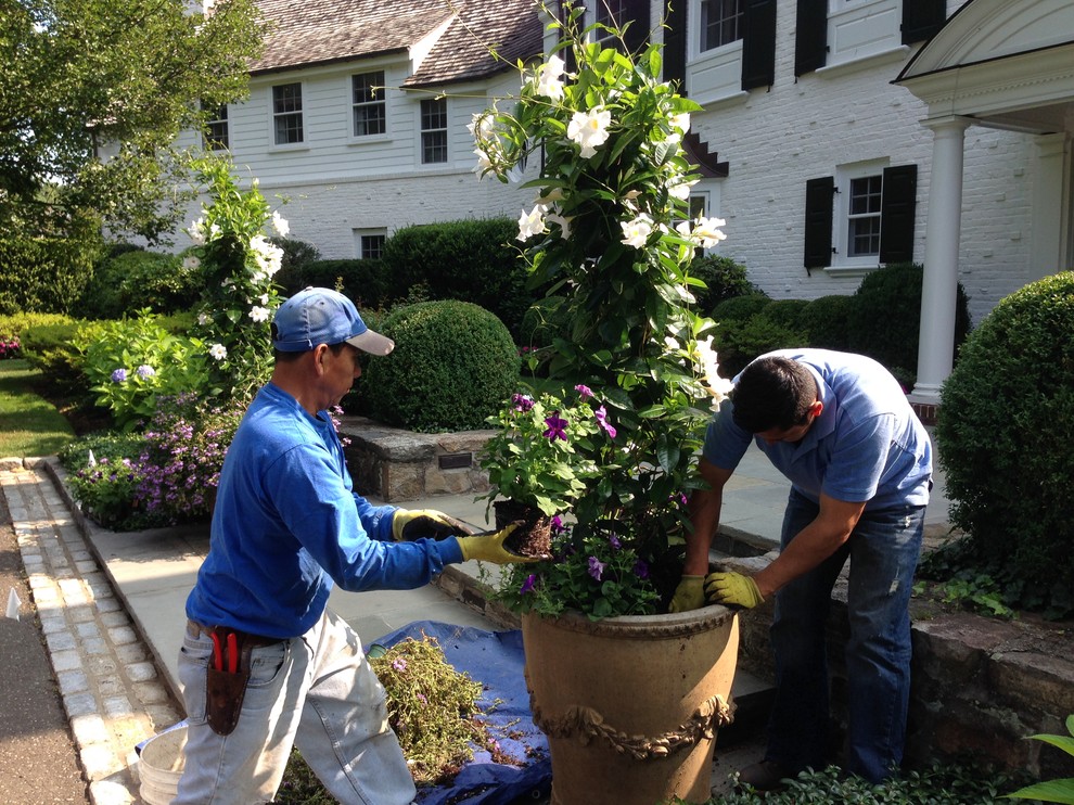 White Mandavila Vines that are supported on Tee Pee Oblisk, planted with petunias, scavola and english ivy. This is at the front door of this estate. Peter Atkins and Associates, LLC