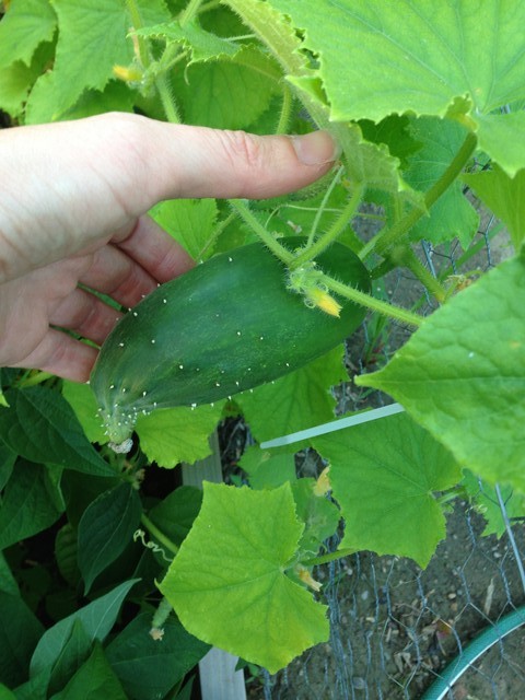 Cucumbers Rude Cucumbers look funny