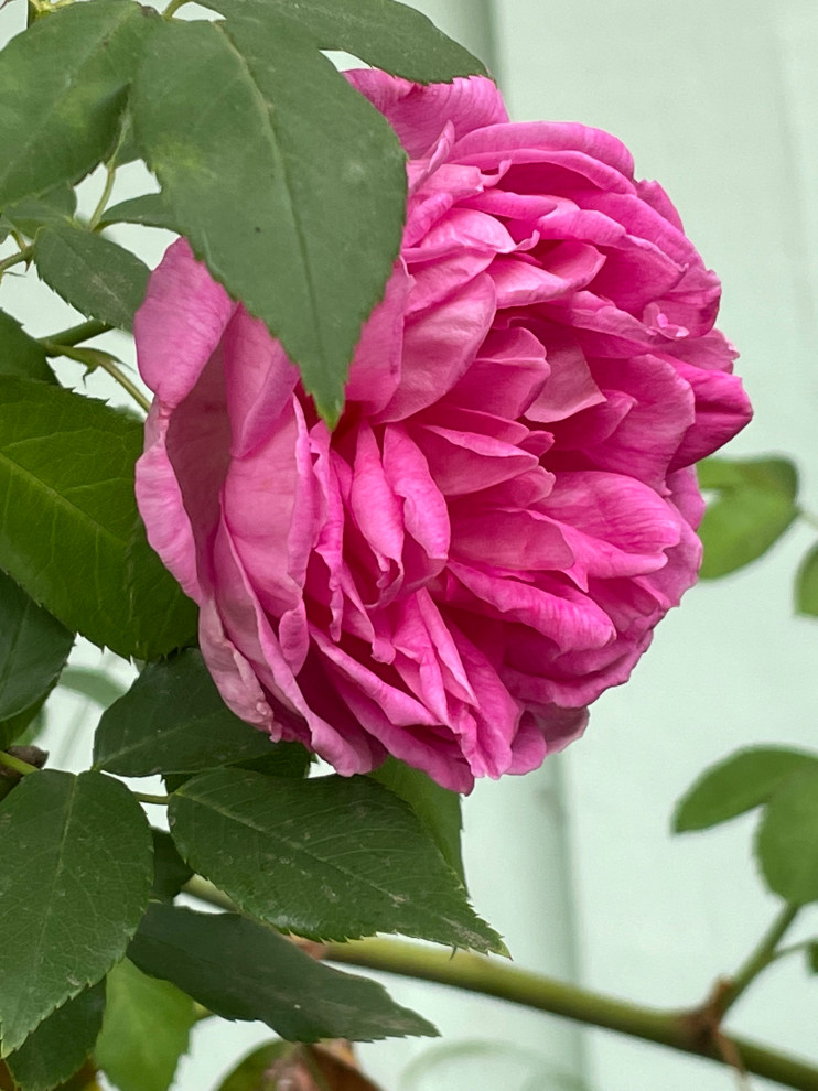 Who could not love . . . . ?? | Houzz Forum