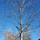 Larned Tree Service