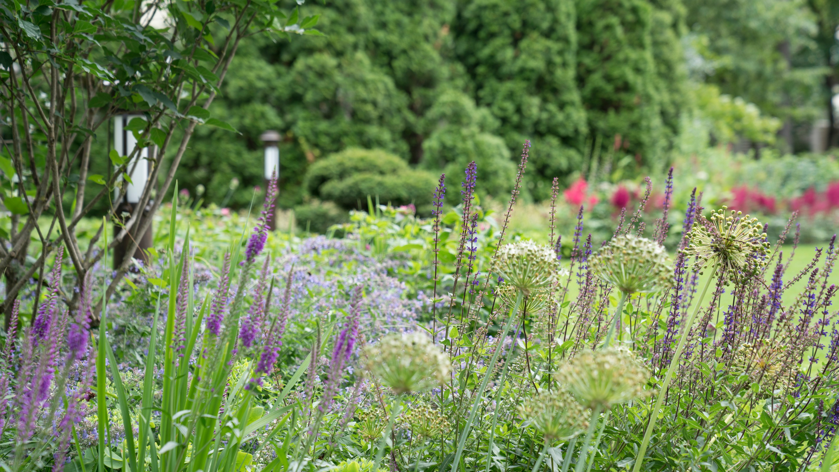 Очарование английского сада КП Балтия 2018 г