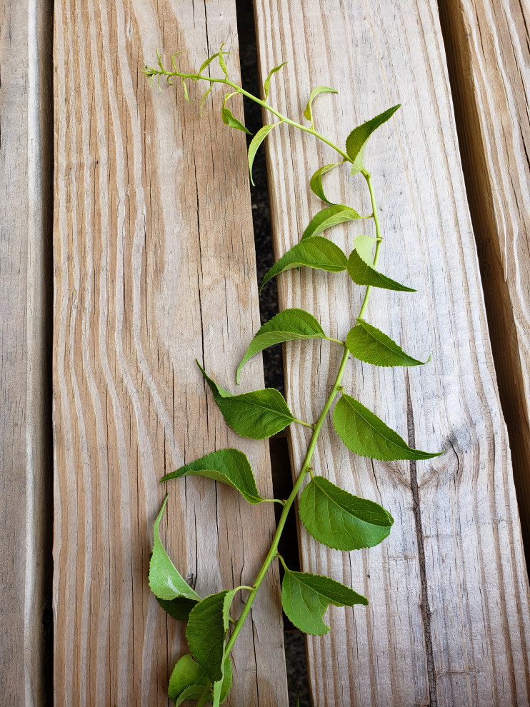 Invasive Vine Maryland zone 67