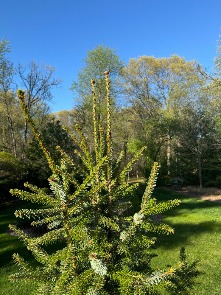 Persen Tree Is it time to get the pruners out?