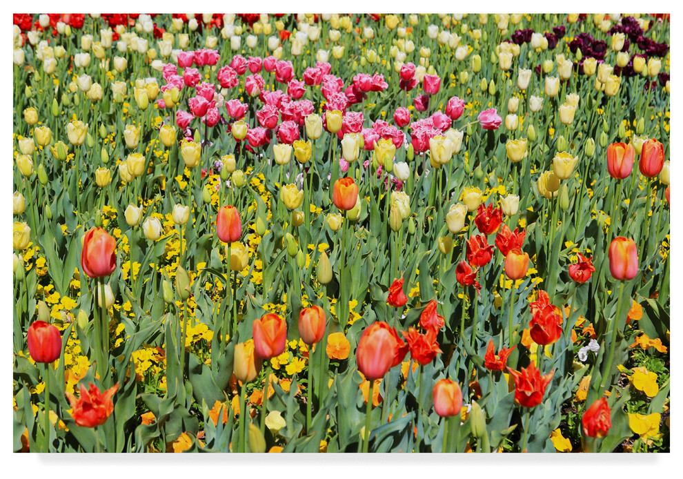 Incredi 'Tulip Field' Canvas Art, 32"x22"
