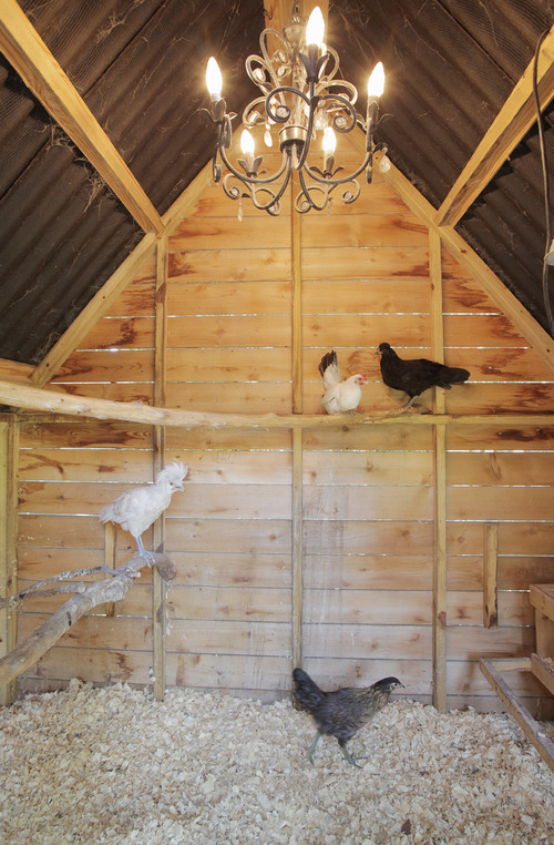 Here's a view inside a really large chicken coop with a vaulted roof design. The rich natural wood is supplemented with tree branches for the birds to roost on.