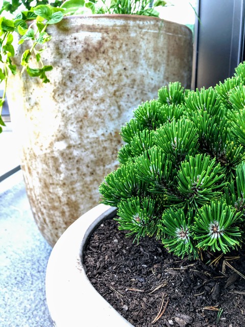 Top Cold-Hardy Evergreens for Container Gardens