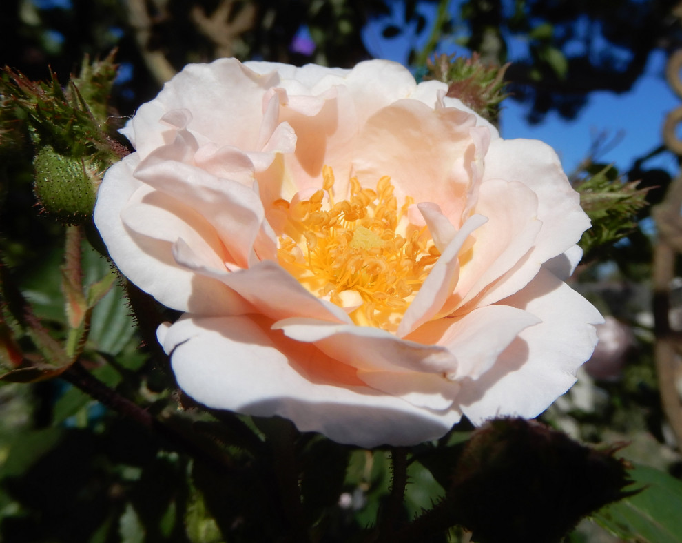 Ralph Moore Roses Cheating A Little -- A