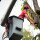Clear Water Harbor Tree Removal Solutions
