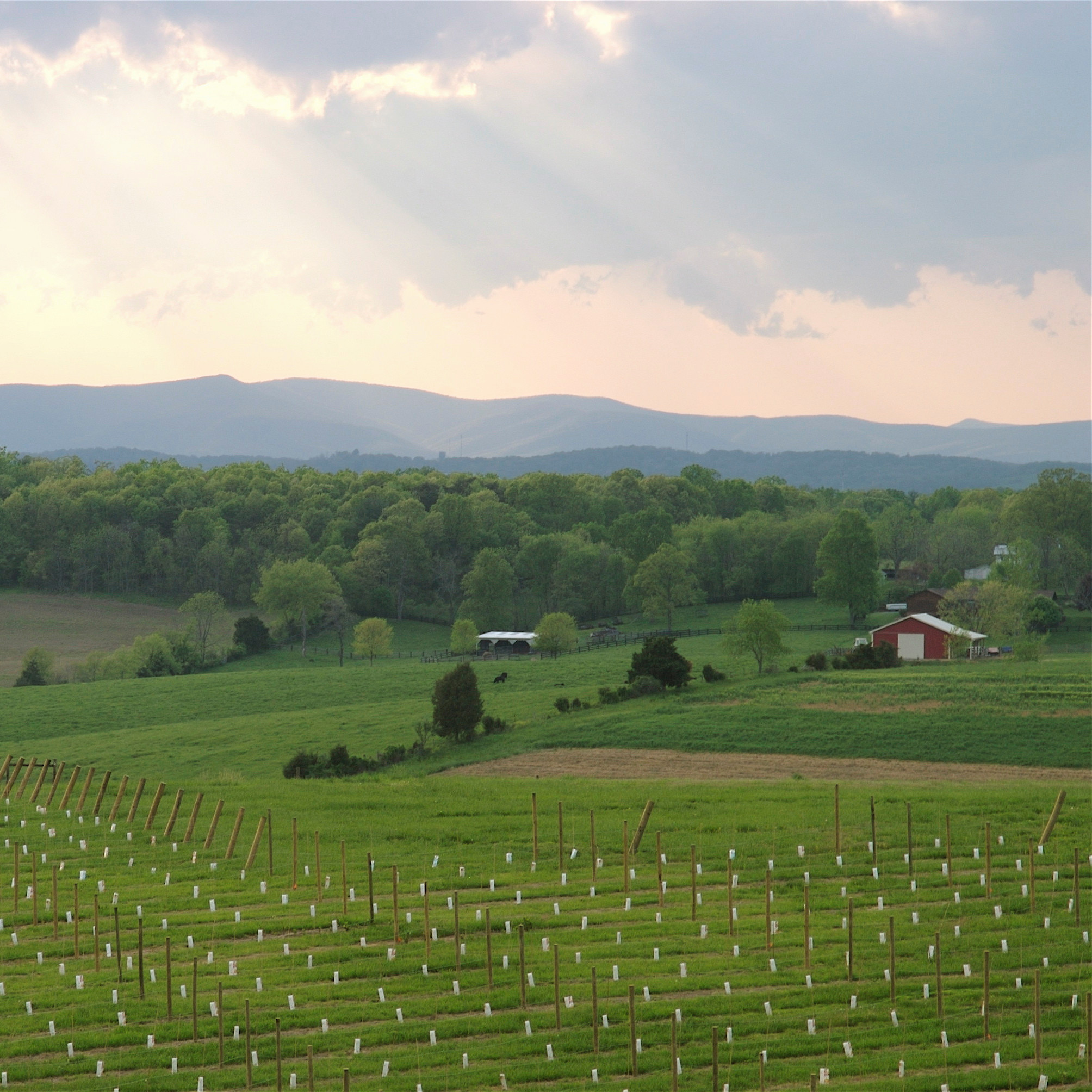Vineyard 3