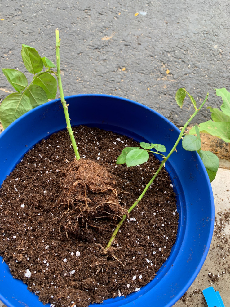 Climbing Roses Roots Climbing rose rooting timeframe | Houzz Forum