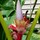 Boca_Joe(zone 7b) southern Delaware
