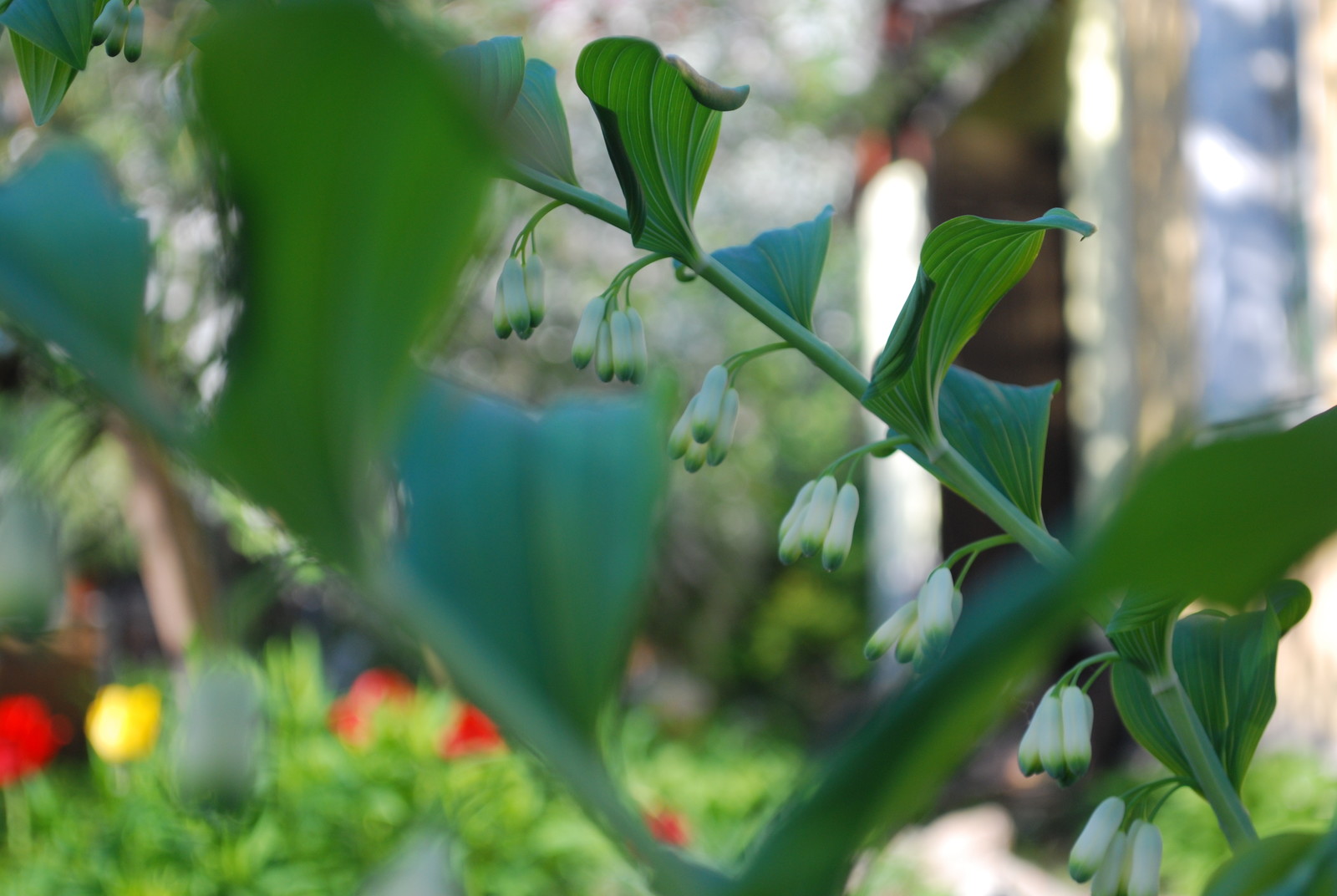 Сады по моим проектам.