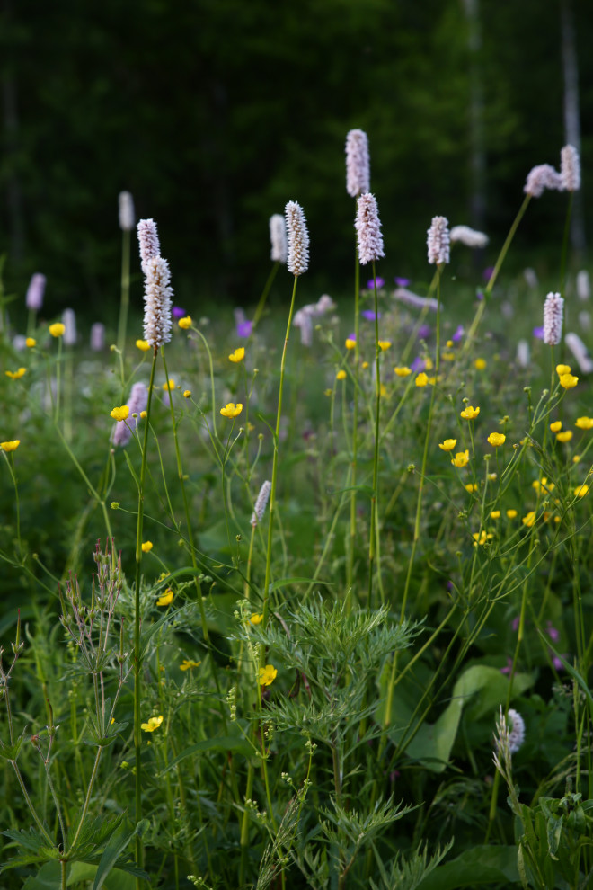 Портреты растений