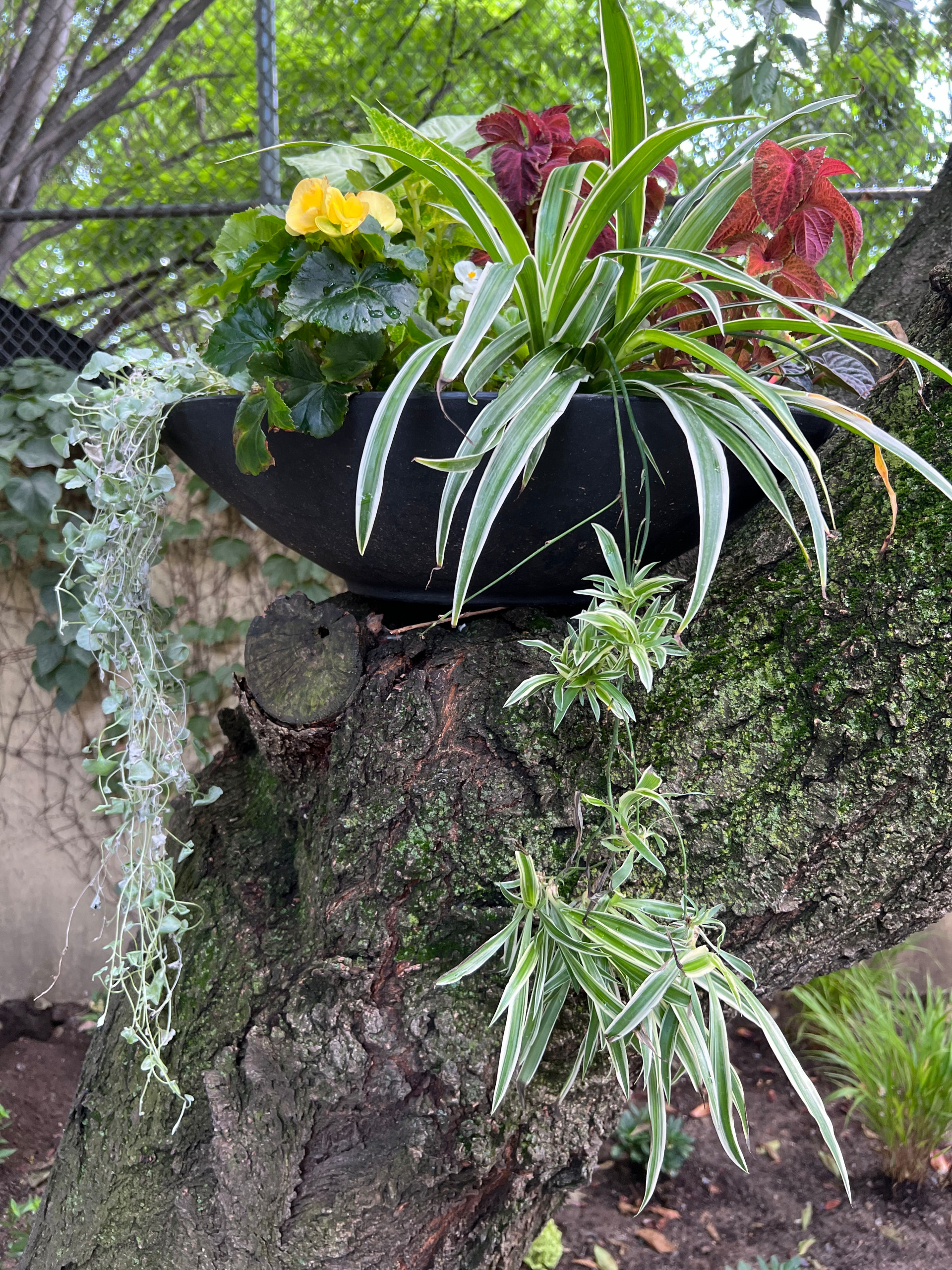 Modern Urban Shade Garden