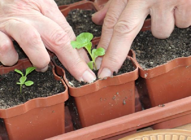 Выращивание рассады: правила подготовки почвы и семян, подкормки и посадки