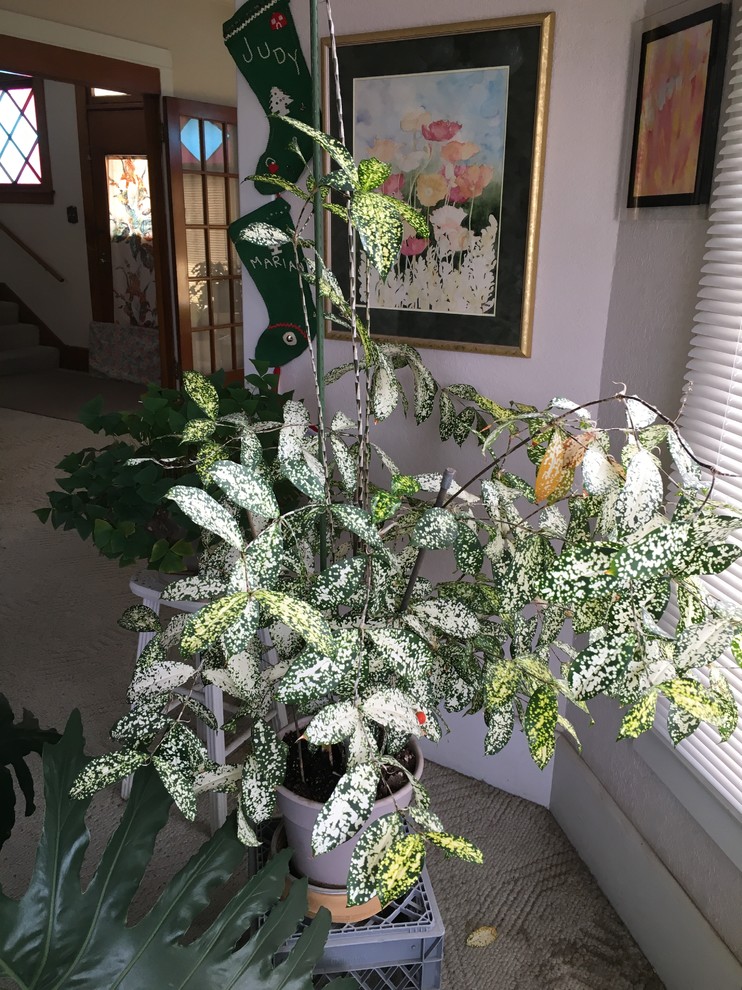 What Is This Wonderful Plant? | Houzz Forum