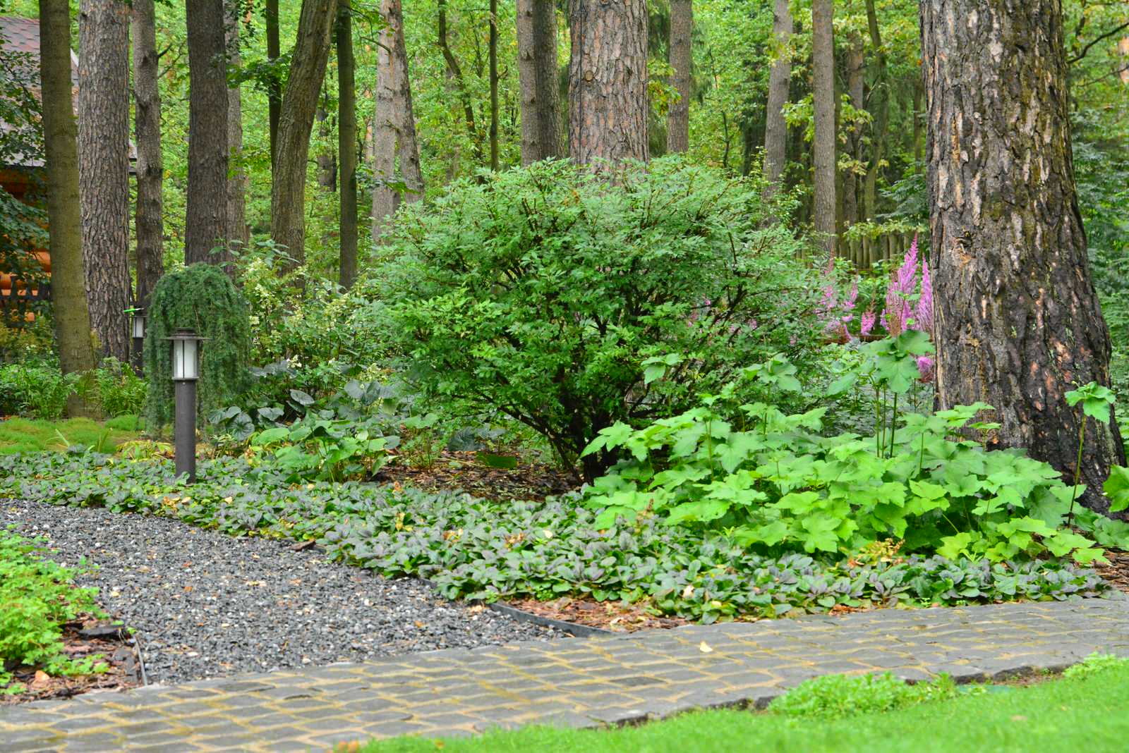 Заповедный бор