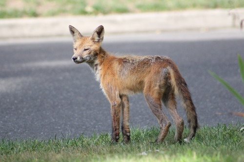 coyotes in south jersey