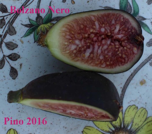 Bolzano Nero
