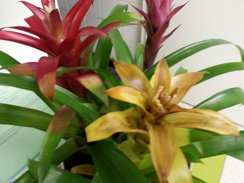 What is wrong with my bromeliad? What is wrong with my bromeliad?