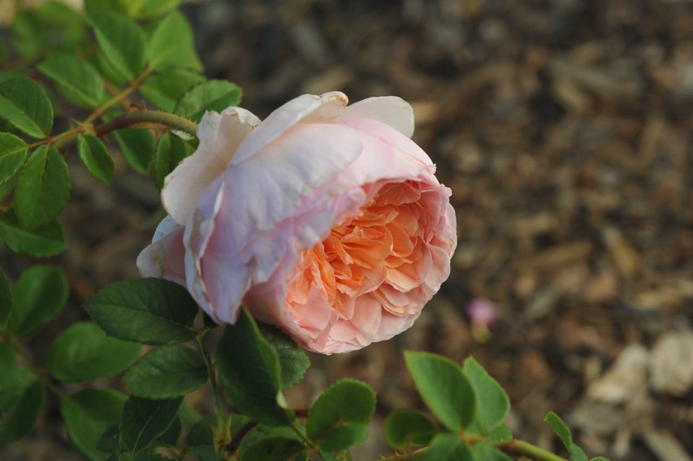 Ideas for cupped roses? | Houzz Forum