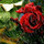 Last commented by Dawn Whitsell