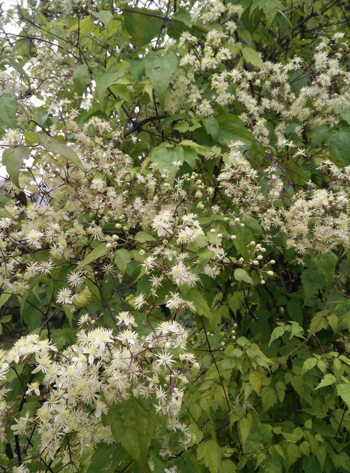 Красив в любое время года