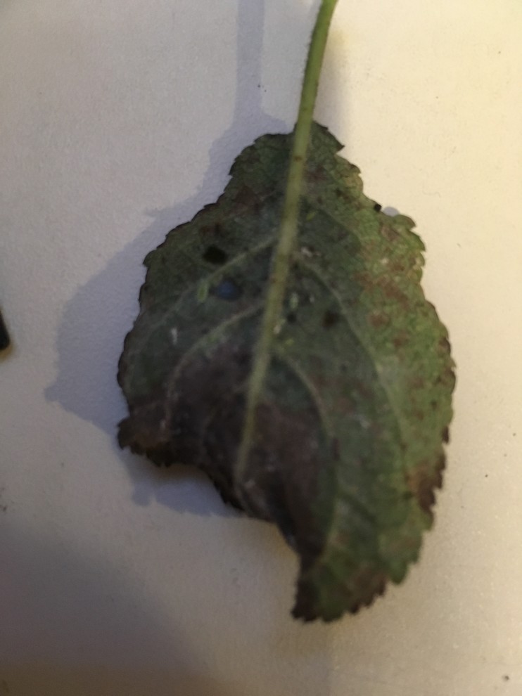 Bugs on plum tree leaves