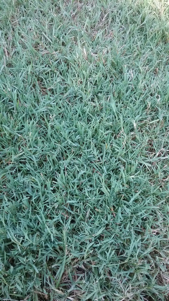 Understanding creeping bentgrass