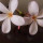 Last commented by Natalie White