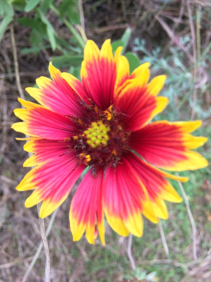 Blanket flowers poisonous hotsell