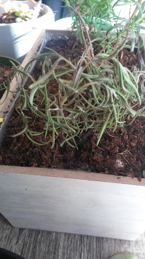My rosemary is wilting