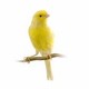 Canary Cabinets