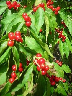 Identify this bush and berry