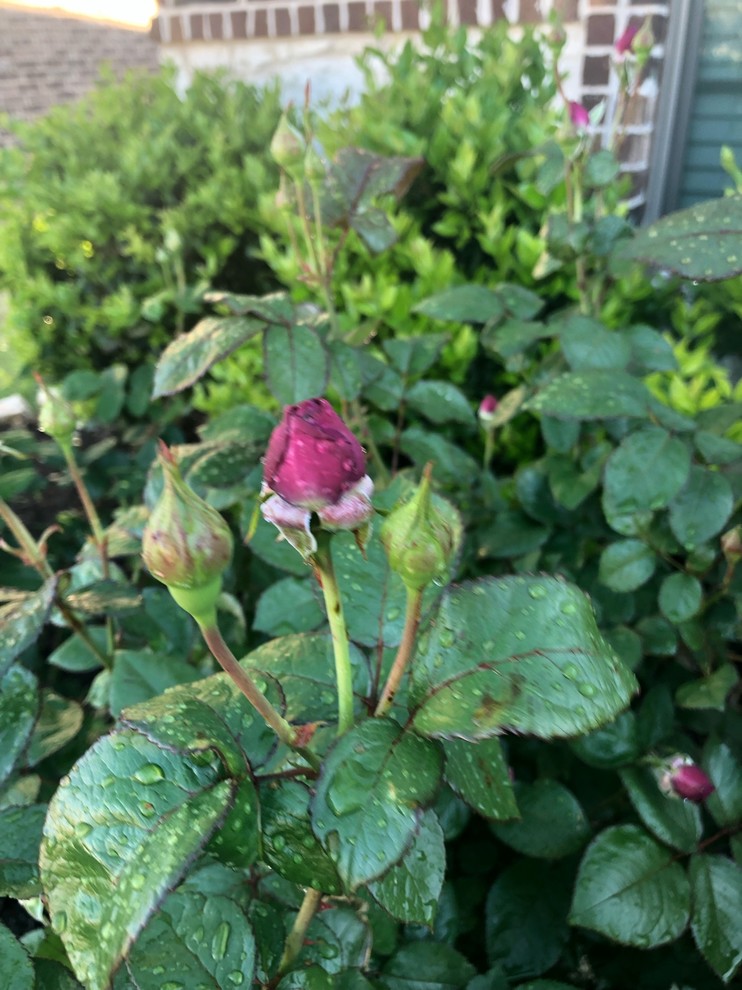 Too Poor Roses my poor roses worked so hard