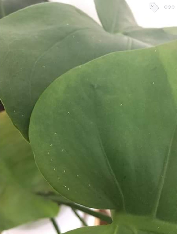 White bugs on monstera leaves? | Houzz Forum