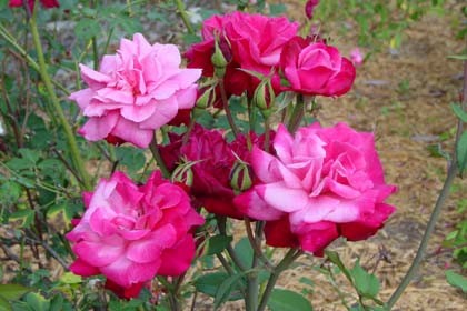 Archduke Roses Rosa, Archduke Charles | Houzz Forum